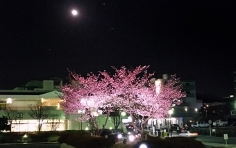 ニュース画像：ライトアップされた河津桜 - 「緑園都市駅、東口バスロータリーの河津桜をライトアップ 」