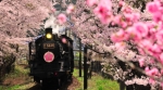 ニュース画像：臨時列車の運転 イメージ - 「大井川鐵道、サクラの開花時期に合わせ臨時列車を運転」