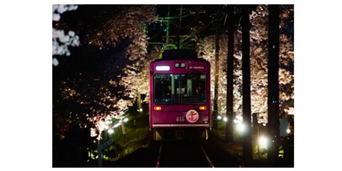 画像：ライトアップ区間を運行する「夜桜電車」 - 「京福電気鉄道、嵐電で「桜のトンネル」ライトアップ 「夜桜電車」も運行」