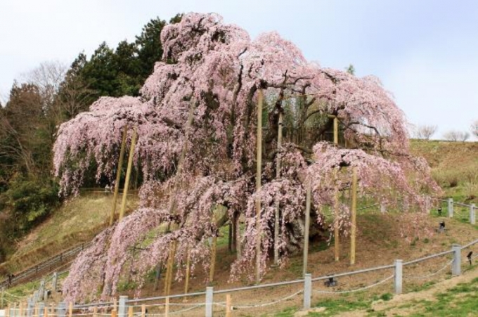 画像：三春滝桜 - 「JR東日本、桜の開花にあわせ臨時列車の運転や速度低下運転を実施」