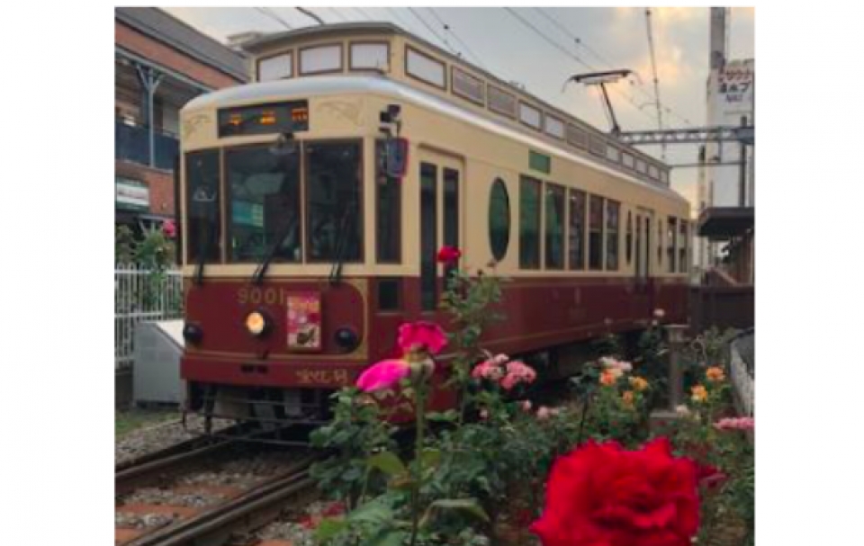 都電荒川線 バラの開花にあわせ 都電バラ号 を運行 5月7日から Raillab ニュース レイルラボ