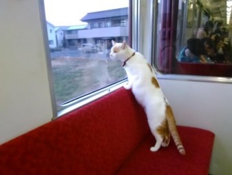 ニュース画像：「ねこカフェ列車」 イメージ - 「養老鉄道、車内で猫とふれあえる「ねこカフェ列車」を9月に運転 発売初日で完売」