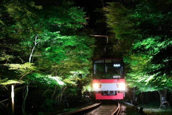 ニュース画像：もみじのトンネル - 「叡山電鉄、土日を中心に「青もみじのライトアップ」を実施」