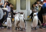 ニュース画像：ペンギン列車 車内の様子 - 「近鉄、列車内をペンギンが練り歩く「ペンギン列車」を運行 志摩マリンランドと協力」