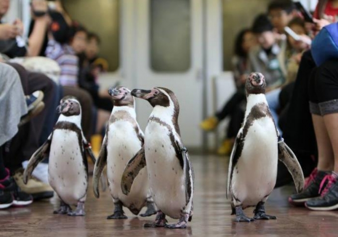 画像：ペンギン列車 車内の様子 - 「近鉄、列車内をペンギンが練り歩く「ペンギン列車」を運行 志摩マリンランドと協力」
