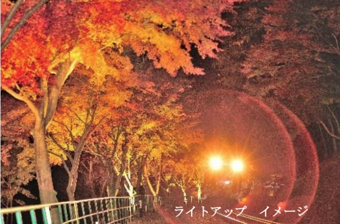 ニュース画像：ライトアップ イメージ - 「嵯峨野観光鉄道、秋の沿線ライトアップ 臨時列車も運転」
