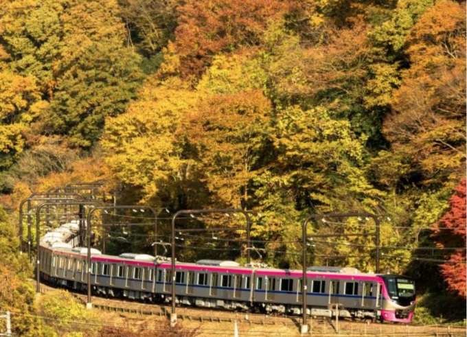 ニュース画像：紅葉と5000系 - 「京王電鉄、臨時座席指定列車「Mt.TAKAO号」運行 紅葉に合わせ」