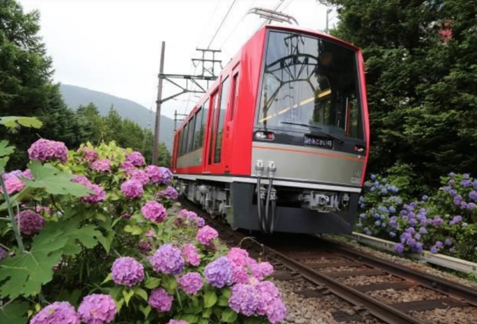 画像：あじさい電車 イメージ - 「箱根登山鉄道、2020年度「夜のあじさい電車」の運転を休止」
