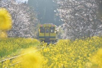 画像：いすみ鉄道 - 「いすみ鉄道が「いすみ酒BAR列車」を運行、日本旅行の復興支援」