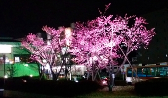 ニュース画像：ライトアップの様子 - 「相鉄の緑園都市駅、バスロータリーの河津桜を期間限定でライトアップ」
