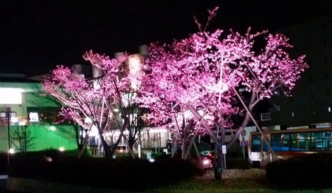 画像：ライトアップの様子 - 「相鉄の緑園都市駅、バスロータリーの河津桜を期間限定でライトアップ」