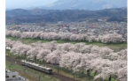 ニュース画像：東北本線での桜イメージ - 「東北本線、今年も桜の開花にあわせ速度低下運転 臨時列車も対象」