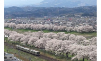 画像：東北本線での桜イメージ - 「東北本線、今年も桜の開花にあわせ速度低下運転 臨時列車も対象」