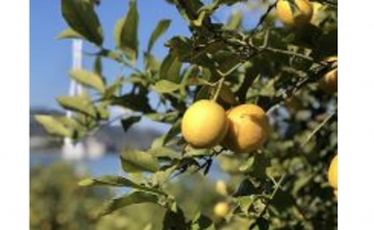 画像：瀬戸田町のレモン - 「JR西と三原農業協同組合、「レモン等瀬戸田地域振興に関する協定」締結」