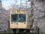 ニュース画像：桜の中を走る京福電鉄 (kinokuniさん撮影) - 「BS-TBS、「素晴らしき日本 鉄道の旅」で春の京阪・叡電・嵐電」