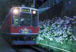 ニュース画像：箱根あじさい電車風景 - 「箱根登山電車、2年ぶりに紫陽花を夜間ライトアップ 座席指定列車は中止」