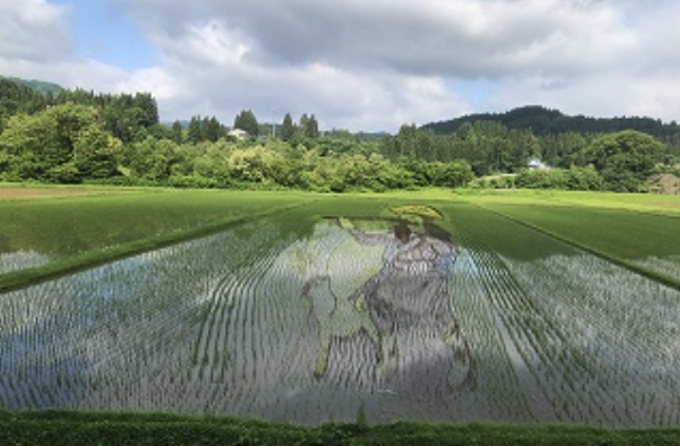 画像：阿仁合〜小渕間のアート - 「秋田内陸線「田んぼアート」シーズン始まる 見ごろは7月～9月上旬」