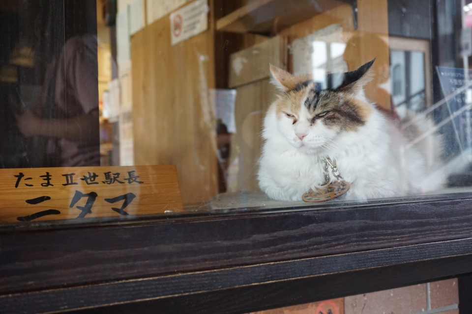 ローカル線「和歌山電鐵」、ねこ駅長と一風変わった電車がお出迎え