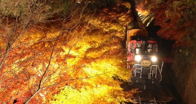ニュース画像：「光の幻想列車」イメージ - 「嵯峨野観光鉄道、「光の幻想列車」運行 沿線の紅葉をライトアップ」