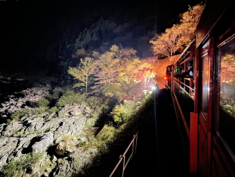 ニュース画像：嵯峨野トロッコ列車 ライトアップ - 「まもなく紅葉シーズン到来！2021年はひと味違った嵯峨野鉄道「光の幻想列車」」