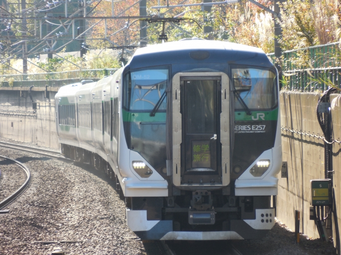 ニュース画像：E257系イメージ 2021年11月撮影(ダクソさん撮影) - 「JR東「ホリデー快速 鎌倉」、2021年12月は臨時列車12本運行」
