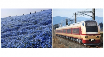 ニュース画像：ネモフィラとE653系 - 「大宮〜勝田間で臨時特急「青の絶景ネモフィラ号」運行へ 開花状況に合わせ」