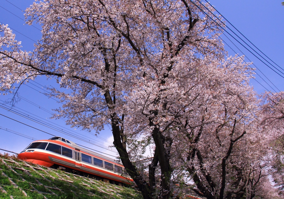ニュース画像：日本の花といえば「桜」！小田急7000形 2017/04/15撮影(Kazoo8021さん撮影) - 「満開ラッシュ始まる！全国の桜と鉄道の人気撮影地まとめ  2023年更新版」