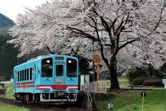 ニュース画像：樽見鉄道 ハイモ330-700形 2020/04/04撮影(REDさん撮影)