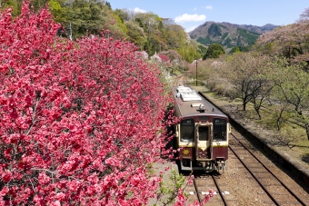 ニュース画像：わたらせ渓谷鉄道 WKT-500形 2021/04/09撮影(BBsanさん撮影)