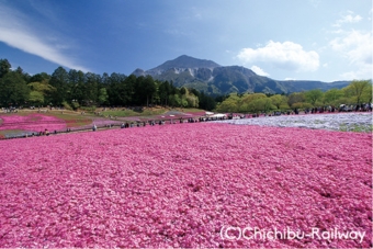 ニュース画像：一面のピンクの絨毯が美しい「芝桜の丘」満開の様子
