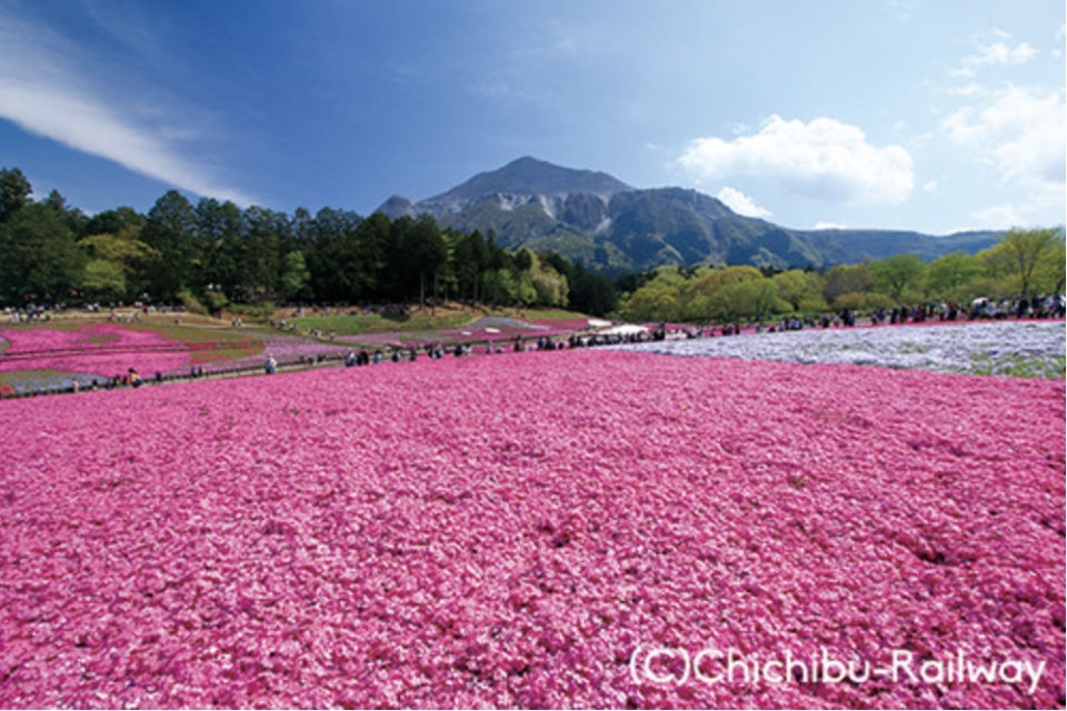 ニュース画像 1枚目：一面のピンクの絨毯が美しい「芝桜の丘」満開の様子