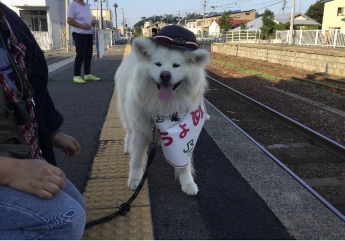 画像：鰺ヶ沢町の人気秋田犬「ちょめ」 - 「「わさお」の養女「ちょめ」、鰺ケ沢駅の観光主任続投 リゾートしらかみお出迎え」