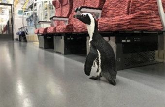 ニュース画像：京急列車内にペンギンが？！「走る水族館」運行！ - 「ペンギン乗車します！京急・横浜シーサイドライン、「走る水族館」シーパラトレイン運行」