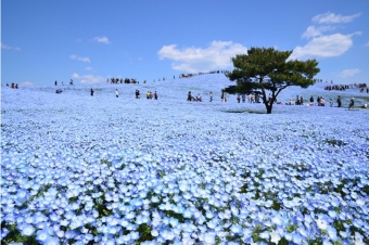 ニュース画像：青い絨毯のように美しく咲き誇るネモフィラ 