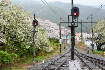 ニュース画像：家山駅周辺は桜が見頃に