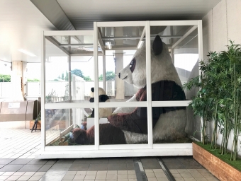 ニュース画像：上野といえば「パンダ」2022年07月17日乗車