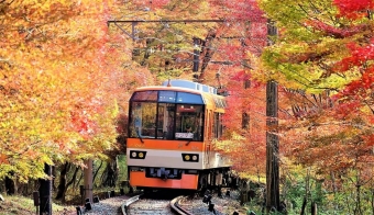 ニュース画像：「もみじのトンネル」を走行する展望列車「きらら」 - 「叡山電鉄、秋ダイヤ設定 “もみじのトンネル”で徐行・ライトアップも 11月3〜26日」