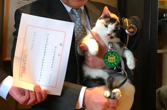 画像：駅長に就任した「よんたま」 - 「和歌山電鐵、猫の「よんたま」駅長見習いが伊太祈曽駅長に昇格」