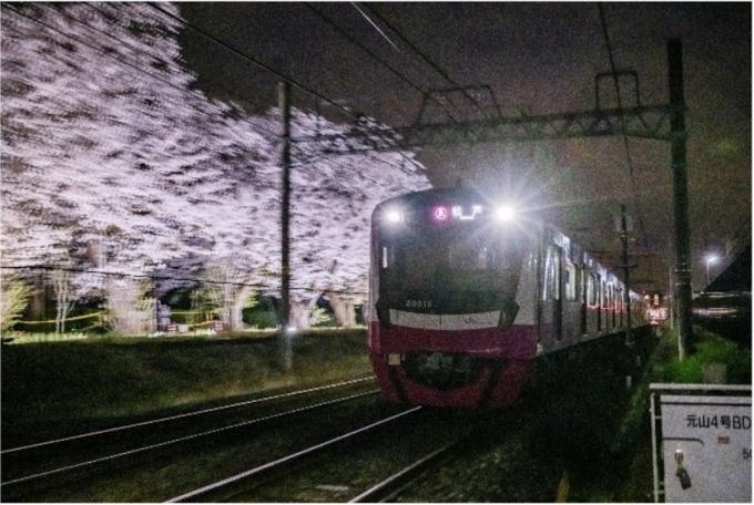 ニュース画像：80000形とライトアップされた桜(2023年撮影) - 「新京成電鉄、元山～くぬぎ山の桜並木ライトアップ！“夜桜”を楽しもう 3月22〜28日」
