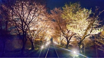 ニュース画像：「春のライトアップ&イルミネーション列車」運行 - 「嵯峨野トロッコ、桜シーズンにあわせ「春のライトアップ&イルミネーション列車」運行！3月23日から」