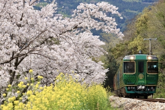 NHK総合 運転席からの風景、全国各地の「絶景の桜」を前面展望で 3月21