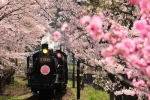 ニュース画像：大井川鐵道とサクラ イメージ - 「大井川鐵道、サクラの開花時期にあわせSLやELなどの臨時列車を運行」