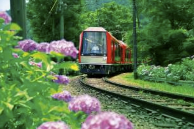 ニュース画像：箱根登山電車とあじさい - 「箱根登山鉄道、あじさいのライトアップ実施 「夜のあじさい号」運転も」