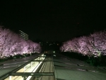 ニュース画像：2017年の弥生台駅ライトアップ - 「相鉄、弥生台駅の桜をライトアップ 4月15日まで」