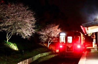 ニュース画像：ライトアップのイメージ - 「ひたちなか海浜鉄道、期間限定で中根駅の大漁桜をライトアップ」
