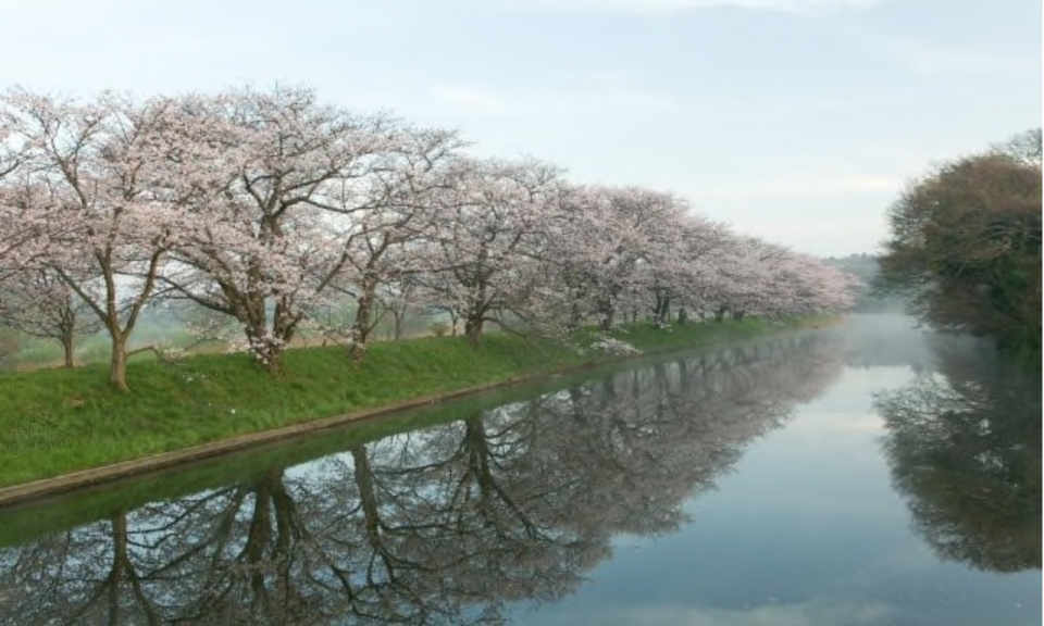 ニュース画像：福岡堰の桜並木 - 「つくばエクスプレスと関東鉄道、桜の名所を巡るウォーキングイベント開催」