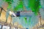 ニュース画像：「ヒスイカズラトレイン」 - 「伊豆箱根鉄道、大雄山線で「ヒスイカズラトレイン」運行 4月下旬まで」