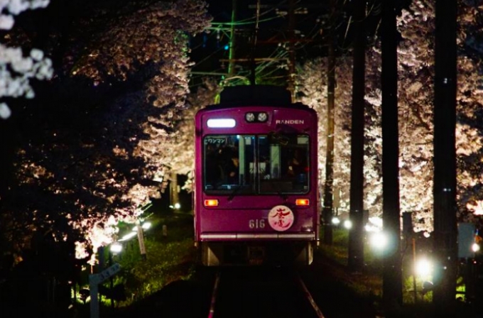 ニュース画像：夜桜電車 イメージ - 「京福電気鉄道、嵐電で「桜のトンネル」ライトアップ 「夜桜電車」も運行へ」