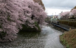 ニュース画像：減速する霞城公園付近 - 「JR東日本、奥羽本線山形～北山形間で桜の開花時期にあわせ減速運転」