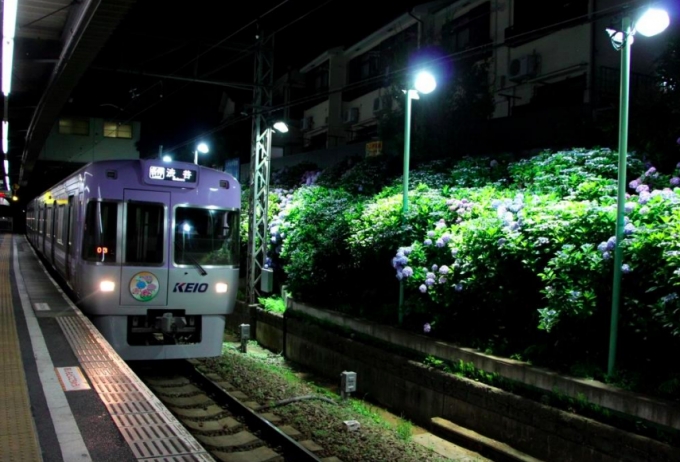 画像：過去の京王沿線のアジサイの様子 - 「京王井の頭線、東松原駅でアジサイをライトアップ 6月4日から」